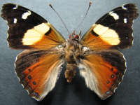 Vanessa itea - Adult